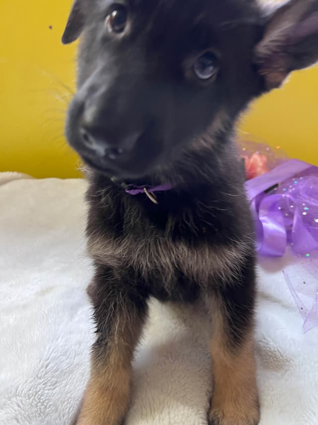 German Shepherd Dog Puppies media 8