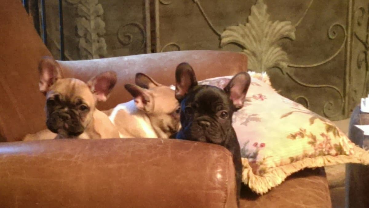 Farmingdale Frenchies LAST Male/Female - "SUPER" SMALL breeder image 1