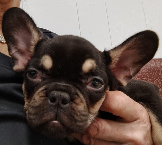 LOWER! PRICE Farmingdale Frenchies Well Socialized Perfection media 10