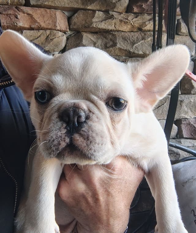 LOWER! PRICE Farmingdale Frenchies Well Socialized Perfection media 3