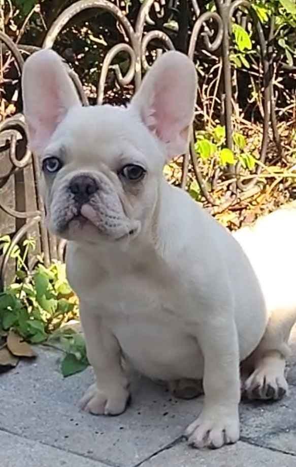 LOWER! PRICE Farmingdale Frenchies Well Socialized Perfection media 7