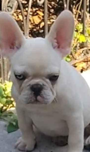 LOWER! PRICE Farmingdale Frenchies Well Socialized Perfection media 9