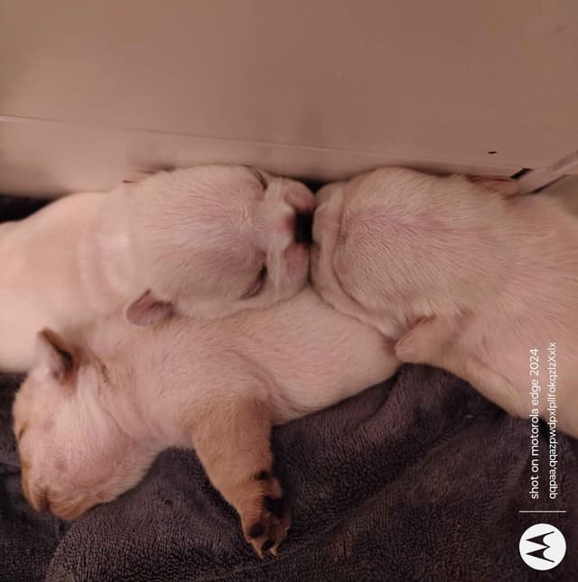 Farmingdale Frenchies - Champion Line 2 SUPER SMALL Males left!! media 14