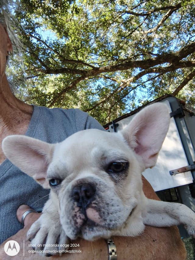 LOWER! PRICE Farmingdale Frenchies Well Socialized Perfection media 6