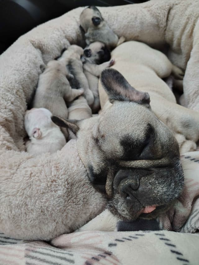 Farmingdale Frenchies LAST Male/Female -  "SUPER" SMALL media 13