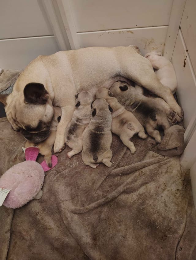 Farmingdale Frenchies LAST Male/Female -  "SUPER" SMALL media 17