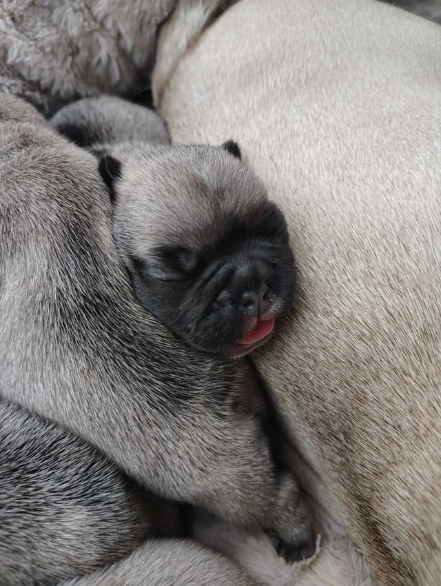 Farmingdale Frenchies LAST Male/Female -  "SUPER" SMALL media 18