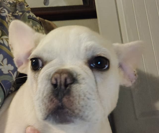 LOWER! PRICE Farmingdale Frenchies Well Socialized Perfection media 12