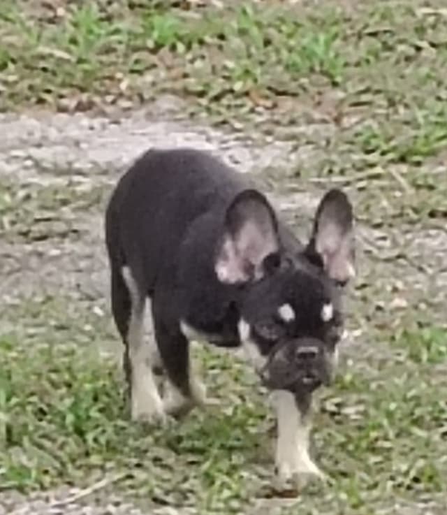 LOWER! PRICE Farmingdale Frenchies Well Socialized Perfection media 13