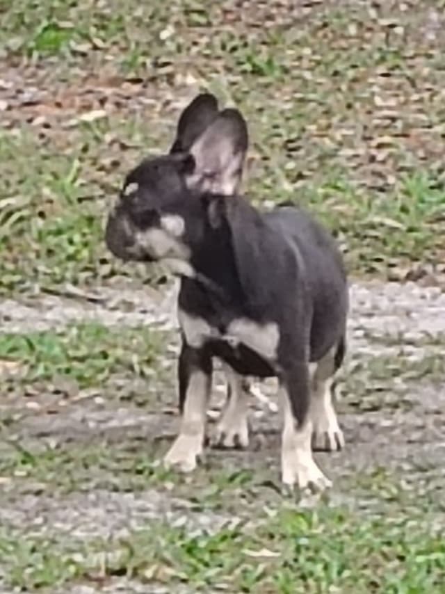 LOWER! PRICE Farmingdale Frenchies Well Socialized Perfection media 5