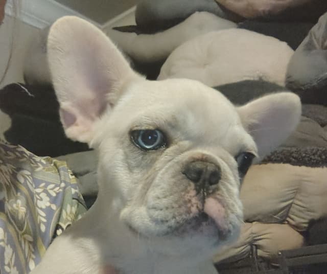 LOWER! PRICE Farmingdale Frenchies Well Socialized Perfection media 14