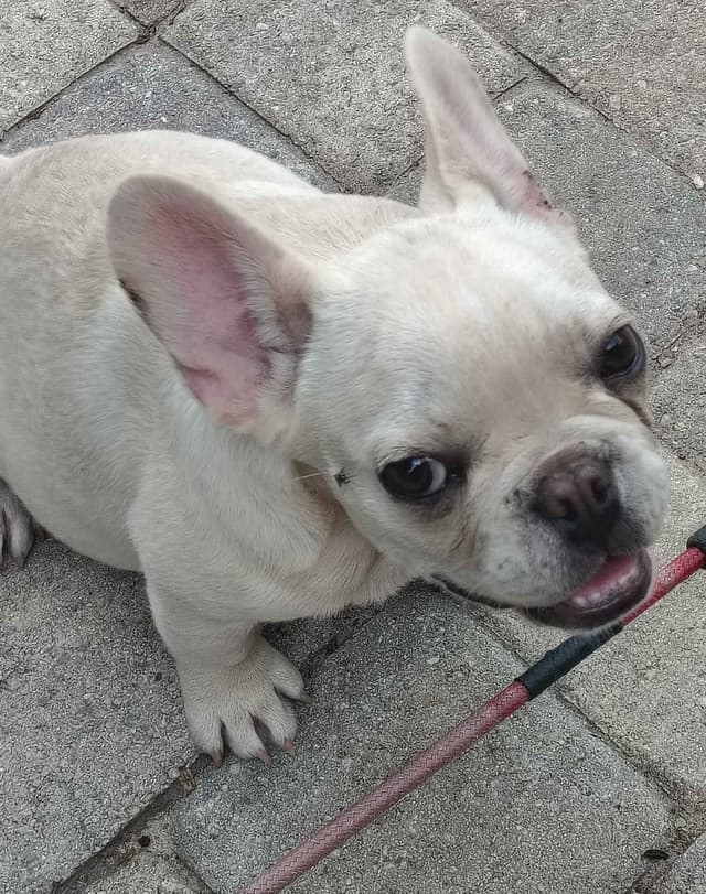 LOWER! PRICE Farmingdale Frenchies Well Socialized Perfection media 16