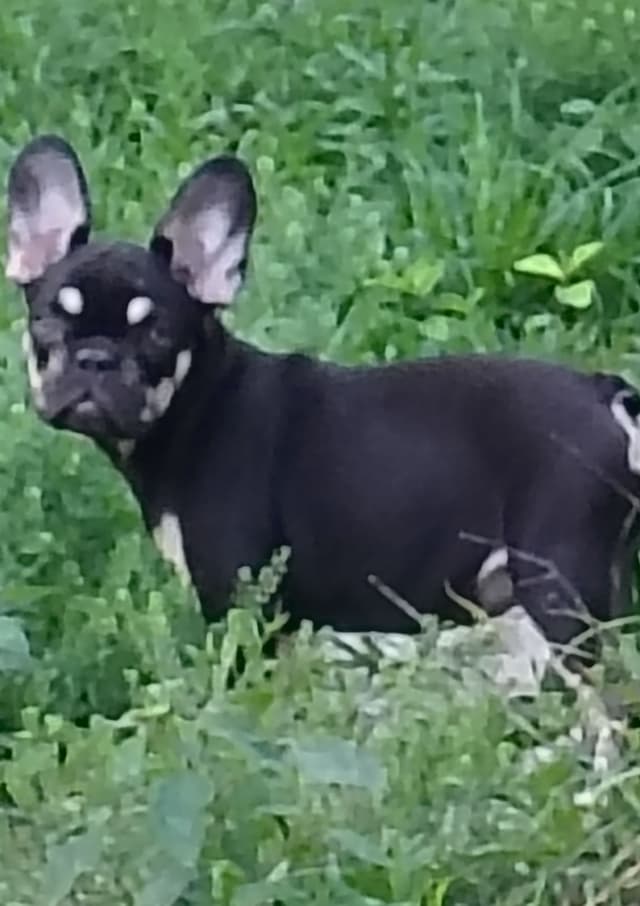 LOWER! PRICE Farmingdale Frenchies Well Socialized Perfection media 4