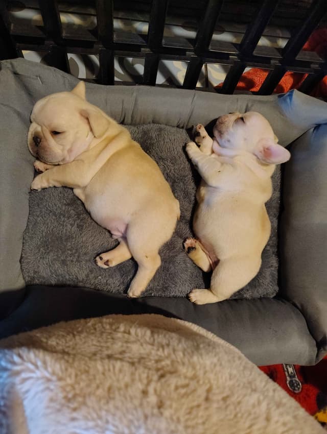 Farmingdale Frenchies - Champion Line 2 SUPER SMALL Males left!! media 10