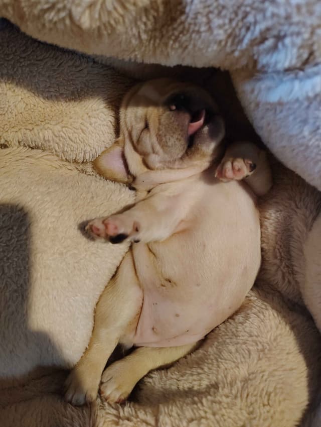 Farmingdale Frenchies - Champion Line 2 SUPER SMALL Males left!! media 11
