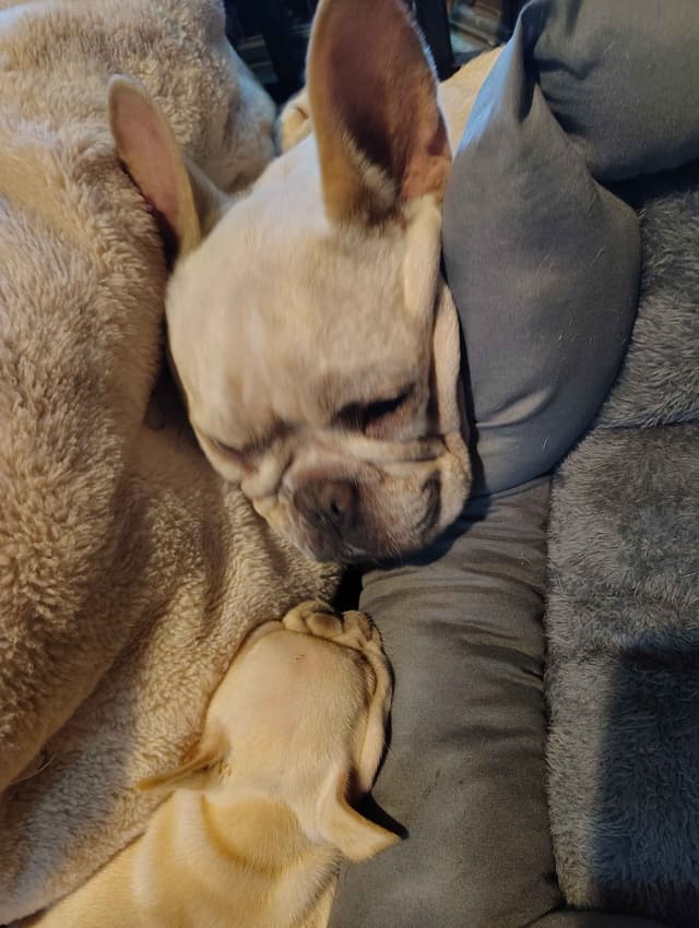 Farmingdale Frenchies - Champion Line 2 SUPER SMALL Males left!! media 12