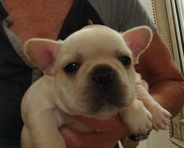 Farmingdale Frenchies - Champion Line 2 SUPER SMALL Males left!! media 13