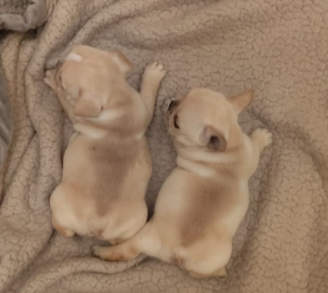 Farmingdale Frenchies - Champion Line 2 SUPER SMALL Males left!! media 9