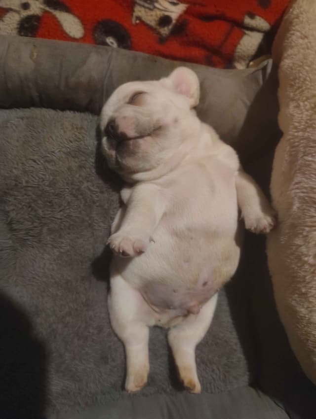 Farmingdale Frenchies - Champion Line 2 SUPER SMALL Males left!! media 16