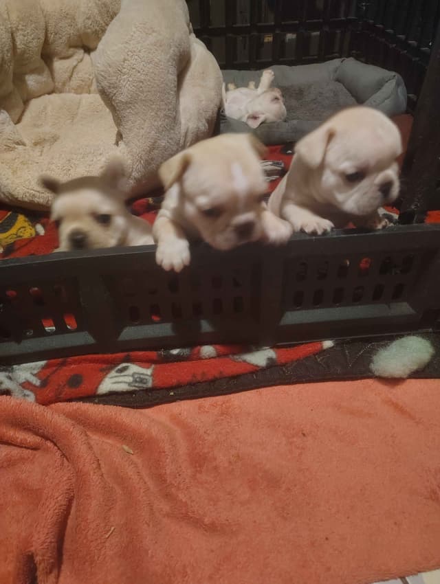 Farmingdale Frenchies - Champion Line 2 SUPER SMALL Males left!! media 8