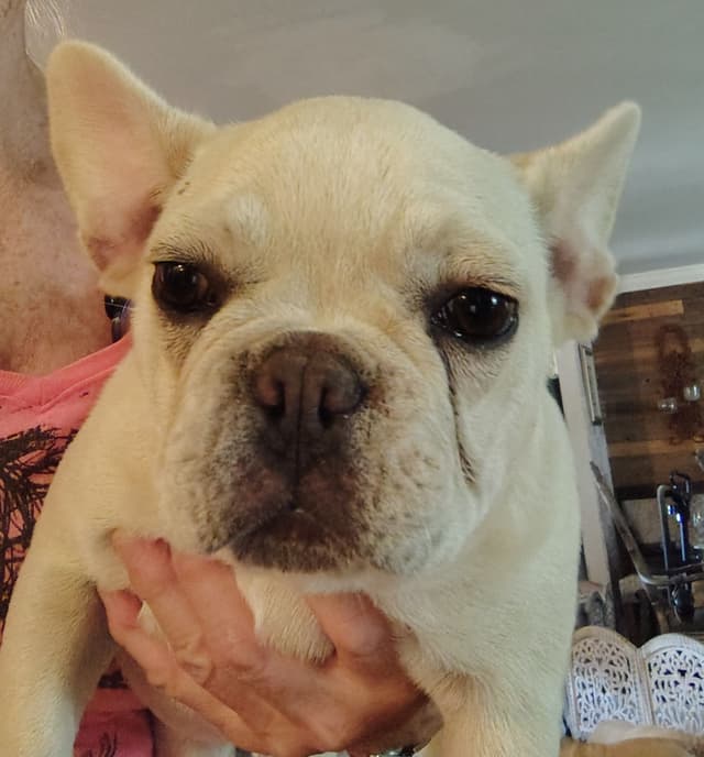 LOWER! PRICE Farmingdale Frenchies Well Socialized Perfection media 8