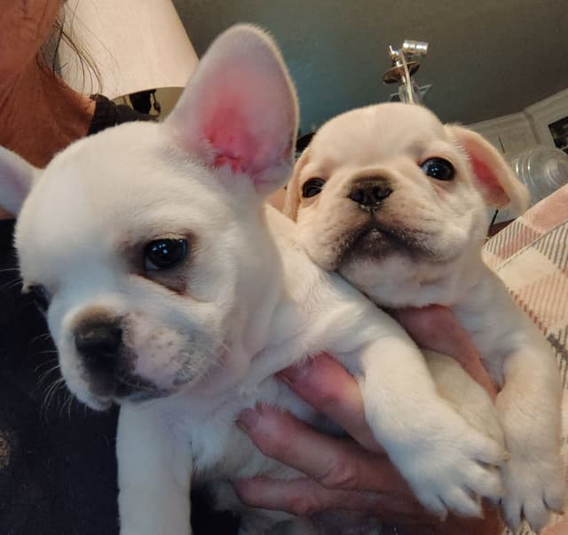 Farmingdale Frenchies - Champion Line 2 SUPER SMALL Males left!! media 15