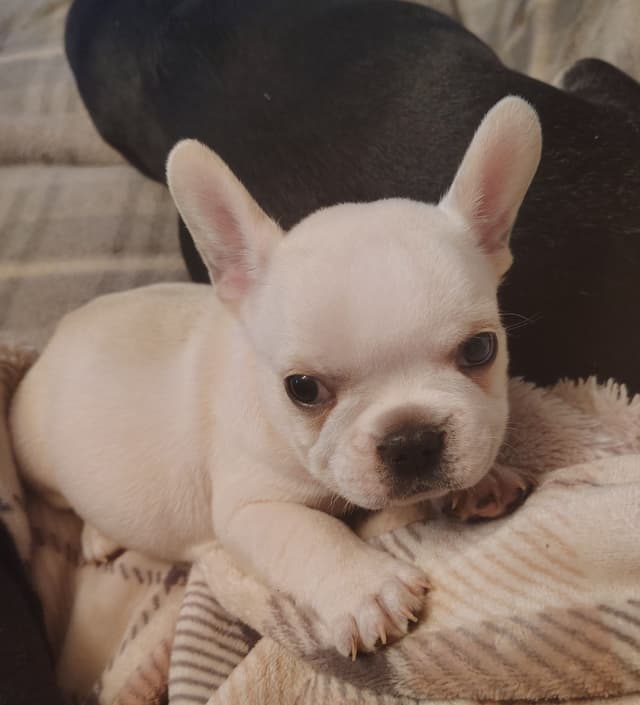 Farmingdale Frenchies - Champion Line 2 SUPER SMALL Males left!! media 6