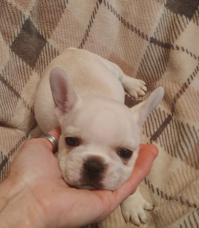 Farmingdale Frenchies - Champion Line 2 SUPER SMALL Males left!! media 21