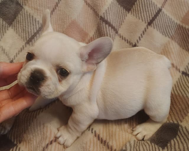 Farmingdale Frenchies - Champion Line 2 SUPER SMALL Males left!! media 23