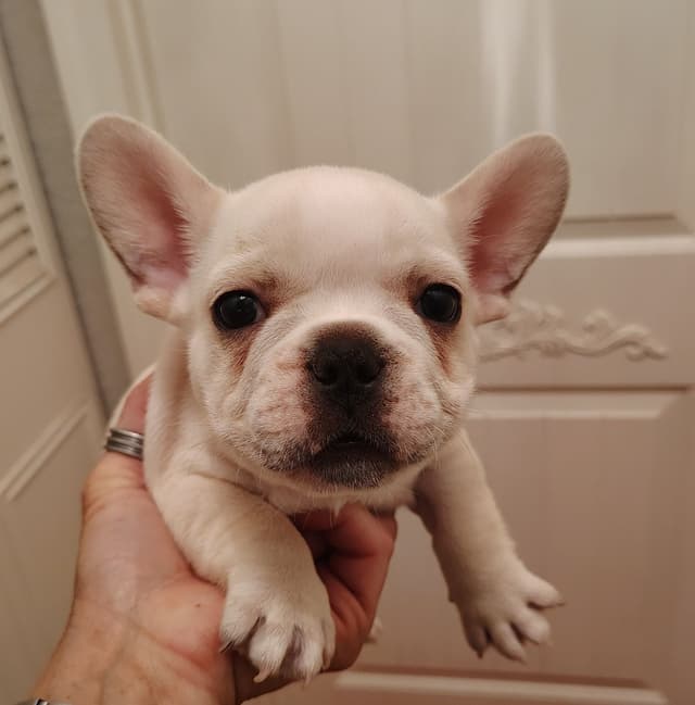 Farmingdale Frenchies - Champion Line 2 SUPER SMALL Males left!! media 5