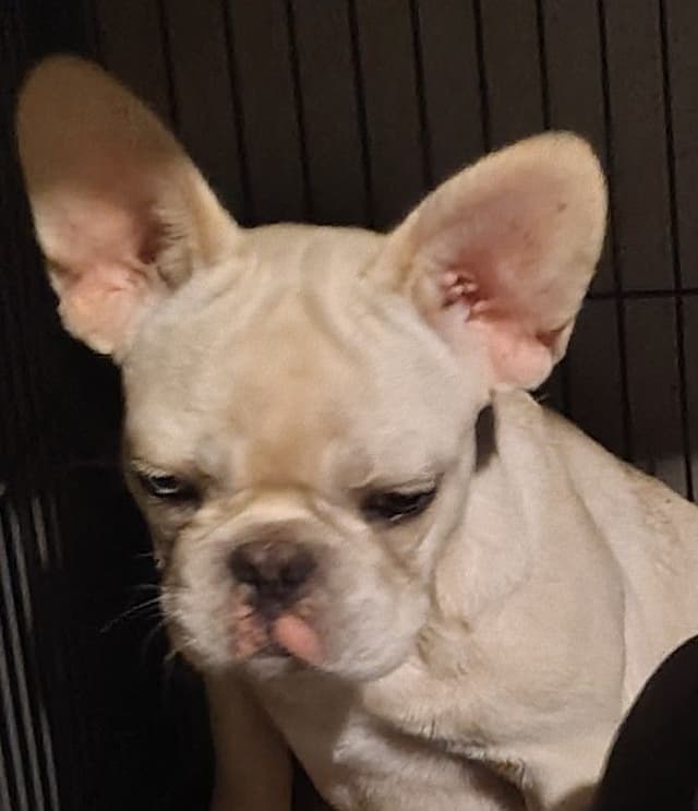 LOWER! PRICE Farmingdale Frenchies Well Socialized Perfection media 2