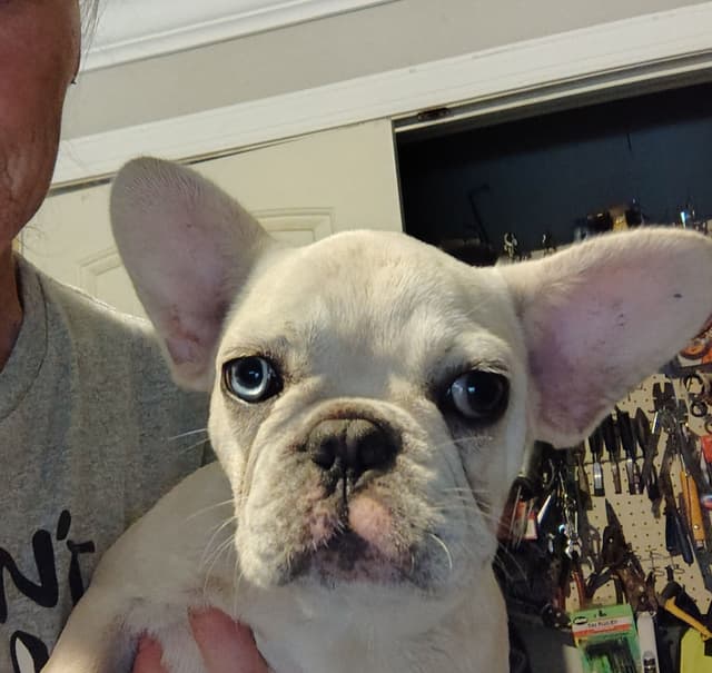 LOWER! PRICE Farmingdale Frenchies Well Socialized Perfection media 17
