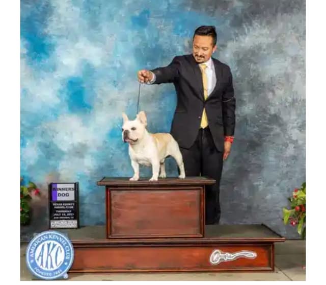 Farmingdale Frenchies LAST Male/Female -  "SUPER" SMALL media 19