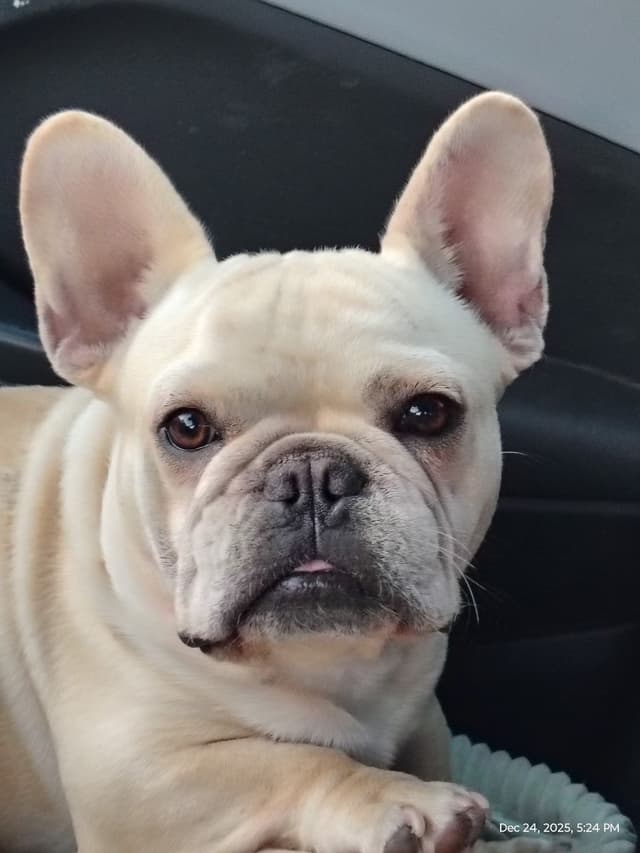 Farmingdale Frenchies LAST Male/Female -  "SUPER" SMALL media 14
