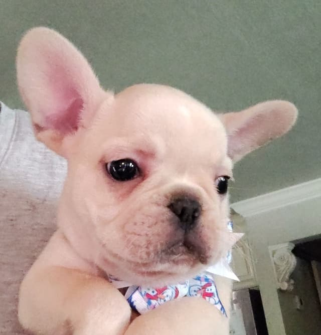 Farmingdale Frenchies - Champion Line 2 SUPER SMALL Males left!! media 4