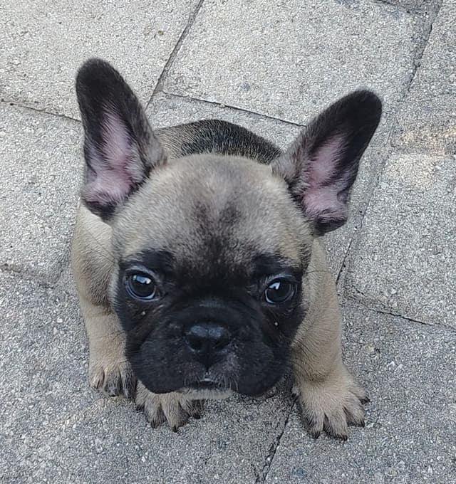 Farmingdale Frenchies LAST Male/Female -  "SUPER" SMALL media 12