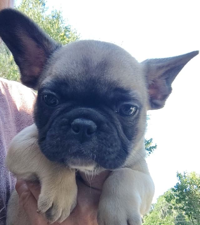 Farmingdale Frenchies LAST Male/Female -  "SUPER" SMALL media 7