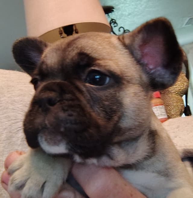 Farmingdale Frenchies LAST Male/Female -  "SUPER" SMALL media 4