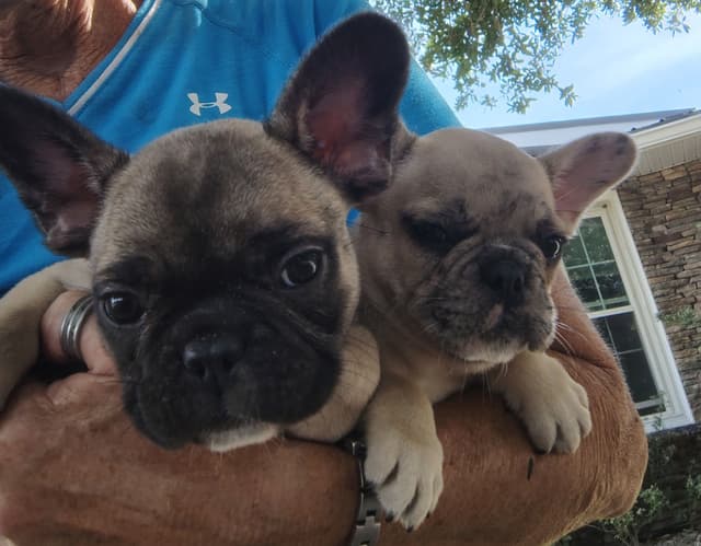 Farmingdale Frenchies LAST Male/Female -  "SUPER" SMALL media 8