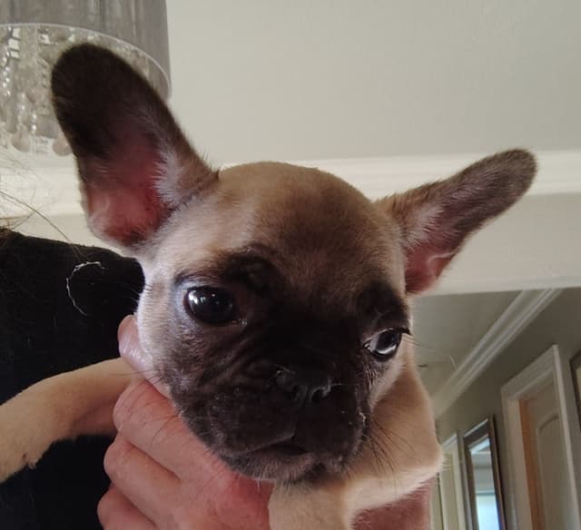 Farmingdale Frenchies LAST Male/Female -  "SUPER" SMALL media 5