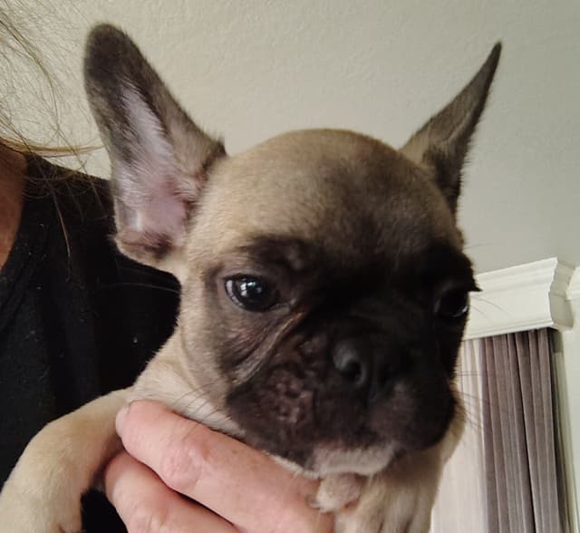 Farmingdale Frenchies LAST Male/Female -  "SUPER" SMALL media 15
