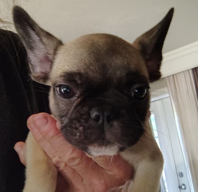 Farmingdale Frenchies LAST Male/Female -  "SUPER" SMALL media 6