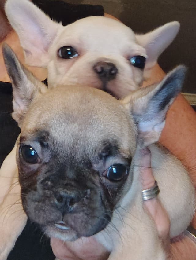 Farmingdale Frenchies LAST Male/Female -  "SUPER" SMALL media 9