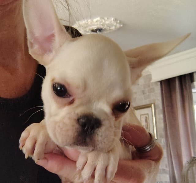 Farmingdale Frenchies - Champion Line 2 SUPER SMALL Males left!! media 2
