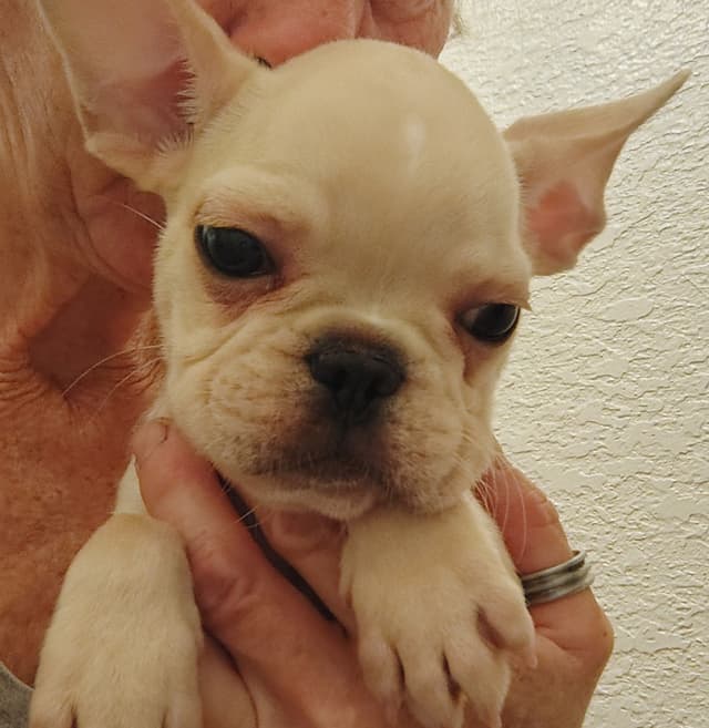 Farmingdale Frenchies - Champion Line 2 SUPER SMALL Males left!! media 24