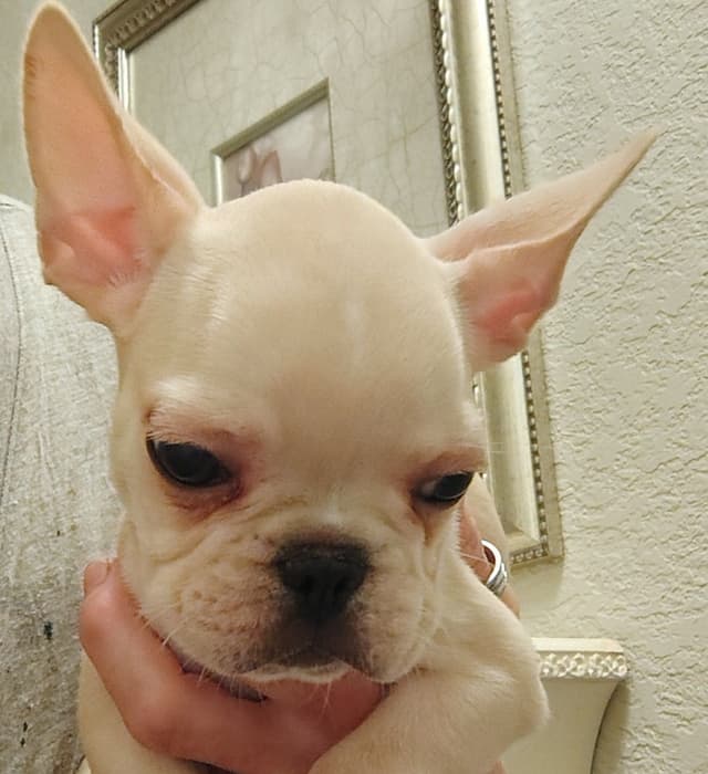 Farmingdale Frenchies - Champion Line 2 SUPER SMALL Males left!! media 27