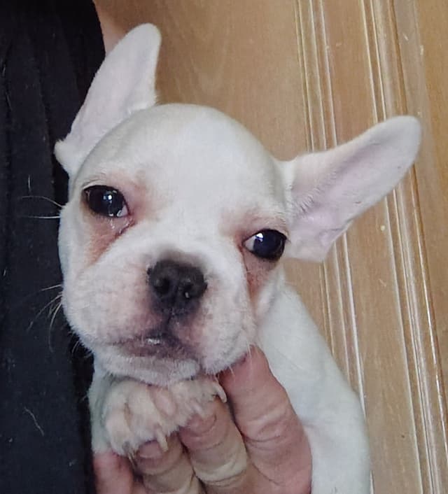 Farmingdale Frenchies - Champion Line 2 SUPER SMALL Males left!! media 28