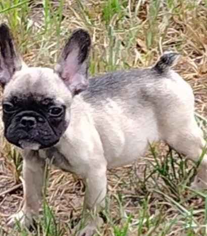 Farmingdale Frenchies LAST Male/Female -  "SUPER" SMALL media 16