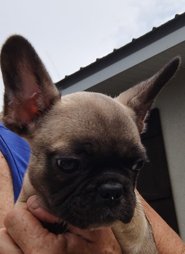 Farmingdale Frenchies LAST Male/Female -  "SUPER" SMALL media 20