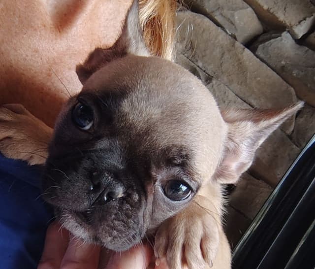 Farmingdale Frenchies LAST Male/Female -  "SUPER" SMALL media 21